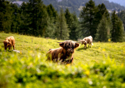 Schottische Hochlandrinder auf der Tauplitzalm